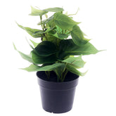 BOUGAINVILLEA 27 LVS Ceramic